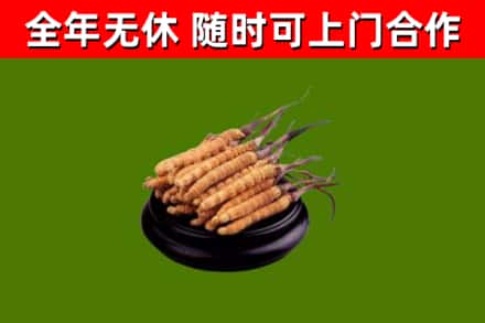 云林回收散虫草
